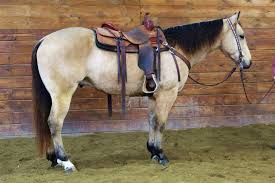 Breeding world class homozygous tobiano apha performance paint and aqha quarter horses for barrel racing, cutting, roping, reining, ranch working cow horses for sale, selling show prospects that have been imprinted from birth, had gentle training and are bonded with humans. Spirit Platinum Equine Auction