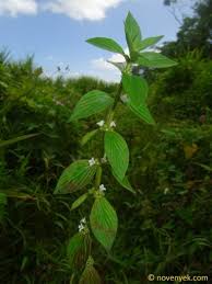 Image result for Spermacoce