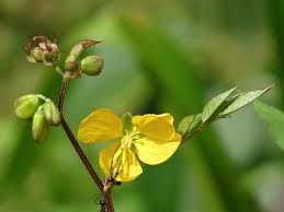 Image result for Senna occidentalis