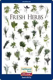 Fresh Herbs Id Chart In 2019 Medicinal Herbs Herbs For