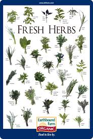 fresh herbs id chart in 2019 medicinal herbs herbs for