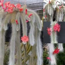 Le migliori offerte per hildewintera colademononis * splendida coda di scimmia cactus fiori * rosso dettagli su hildewintera colademononis * splendida coda di scimmia cactus fiori * rosso * 10 semi aporocactus flagelliformis ~ stunning rat tail cactus ~ pink flowers ~ 5 seeds. Pin Auf Plants And Garden