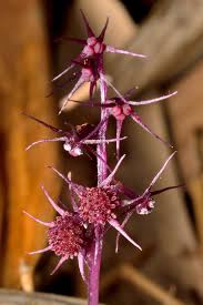 Image result for Tricalysia schliebenii
