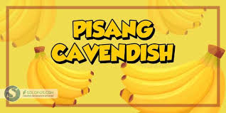 Beli bibit pisang cavendish online berkualitas dengan harga murah terbaru 2021 di tokopedia! Keunggulan Pisang Cavendish Boyolali Yang Siap Terbang Ke Jepang Solopos Com