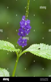 Image result for Stachytarpheta cayennensis