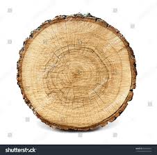 Large Circular Piece Of Wood Cross Section With Tree Ring Texture Pattern And Cracks Isolated On White Background Detailed Organic Surface From Nature Royalt