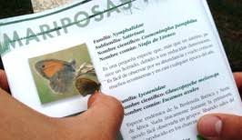 Previous story 7 ciclos vitales para niños en imágenes. Asociacion Zerynthia Por Que Las Mariposas Son Importantes