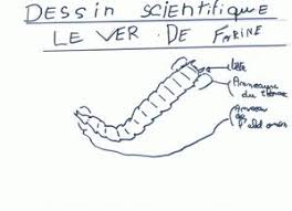 Le Tenebrion Par Linda Le Blog De Ecole De Thoraise Over Blog Com