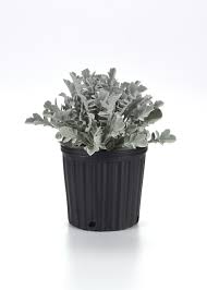 Image result for Centaurea praecox