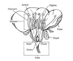 Is it dangerous to take bee pollen? Pollination Bee Aware