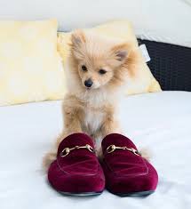 See more ideas about logan paul, logan, logan paul kong. Pin By Abby Salinas On Pets Animals Logan Paul Kong Cute Animal Quotes Cute Animals