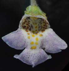 Image result for Diclis reptans