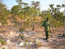 Image result for Uapaca nitida