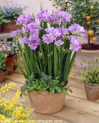 Purple Double Freesia Large Pack 100 Pcs Garden Seeds Market Free Shipping Flower Pots Freesia Container Gardening