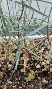 Image result for Stomatostemma monteiroae