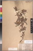 Image result for Blepharis involucrata