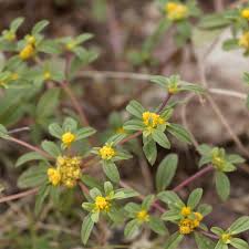 Image result for Flaveria bidentis