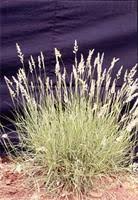 Image result for Enneapogon cenchroides