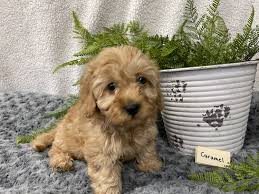 We did not find results for: Bernedoodle Puppies For Sale Denver Pa 349488