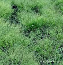 Image result for Eragrostis dinteri