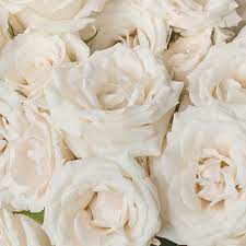 Maybe you would like to learn more about one of these? Dreisbach Wholesale Florist Lexington Home Facebook