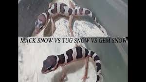Maybe you would like to learn more about one of these? Snow Leopard Gecko Mack Snow Vs Tug Snow Vs Gem Snow Breeder Gembel Channel Youtube