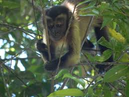 4 basic anatomy the anatomy of the capuchin is similar to those of all other new world monkeys. Monkey Forest Tales Life From The Perspective Of A Black Capped Capuchin Baby First 6 Months Zocayproject