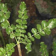 I think celery hindi names is hara dhaniya and kothmir and most of people they all are used for garnishing a foods. Indian Frankincense Boswellia Tree Boswellia Serrata Roxb Medicinal Plants Kooperation Phytopharmaka