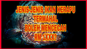 Ikan kerapu (grouper) adalah antara ikan paling popular di negara kita, tak kira di mana sahaja pasti terdapat peminat ikan kerapu ini. Harga Ikan Kerapu Harimau Cute766
