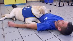 Le cerveau humain est le siège de la transmission des informations des cellules aux muscles, aux organes, etc. Connaissez Vous Les Chiens D Alerte Epilepsie Blog Hop Toys