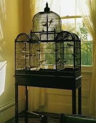 Bird Cage Decor Ideas Pinterest Bird Cages On Pinterest Bird Cage Decor Bird Cage Design Vintage Bird Cage