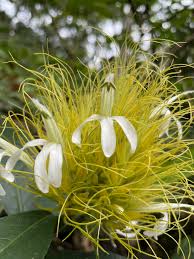 Image result for Justicia stachytarphetoides