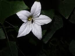 Image result for Coccinia sp. A