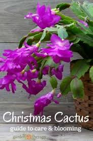 Where to buy christmas cactus? 75 Best Christmas Cactus Ideas Christmas Cactus Cactus Cactus Flower