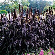 Based on the panamerican seed research trial at elburn, illinois, transplanted plugs require less pgrs and make bushier plants after pgr. Purple Majesty Hybrid Ornamental Millet Seeds Park Seed