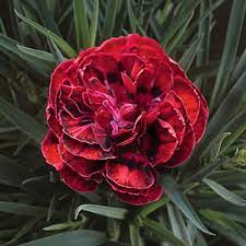 Pin On Dianthus Flowers