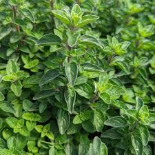 Image result for Origanum