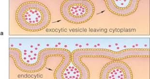 Endocytosis Exocytosis Infographics Google Search Biology Lessons Life Science Biology Teacher
