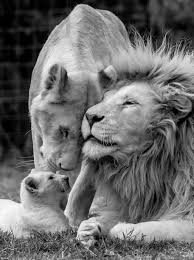 Black And White Animal Photography Look At This Really Like This Black And White Animal Photography Animals Beautiful Animals Big Cat Family