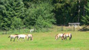 Nutzen sie die auch die suchplattform des deutschen wanderverbands für ihre weitere unterkunfssuche: Tierpark Bayerischer Wald Haus Zur Wildnis Tierfreigehege Ludwigsthal
