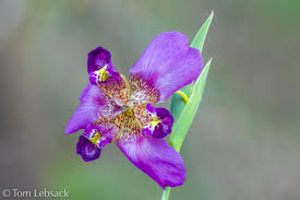 Image result for Vepris drummondii