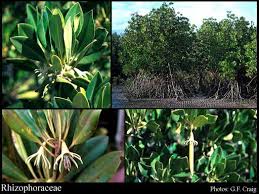 Image result for Rhizophoraceae