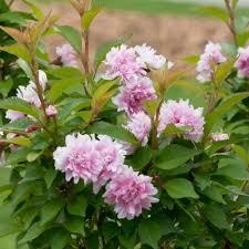 Image result for Prunus