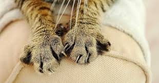 How to use (and dosage). Alternatives To Declawing Your Cat Taste Of The Wild