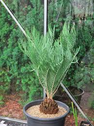 Image result for Encephalartos schmitzii