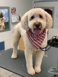 Dog grooming success story
