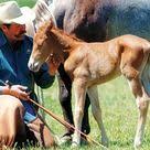 Pat Parelli Natural Horsemanship Training Foals Working With Foals Foal Human Interaction At Birth Foal Imprinti Horse Training Horse Training Tips Horses