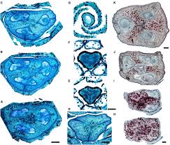 Image result for Hypolytrum goetghebeur