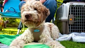 Kleinanzeigen zur vermittlung von wasserhund (hund). Lauter Lockige Lagotti Lagotto Romagnolo Hundeausstellung In Gmhutte