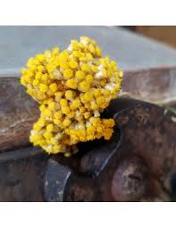 L'huile essentielle d'immortelle est bonne pour la circulation sanguine (elle fluidifie le sang) et pour la peau (notamment pour les peaux matures). Huile Essentielle D Immortelle Corse Bio